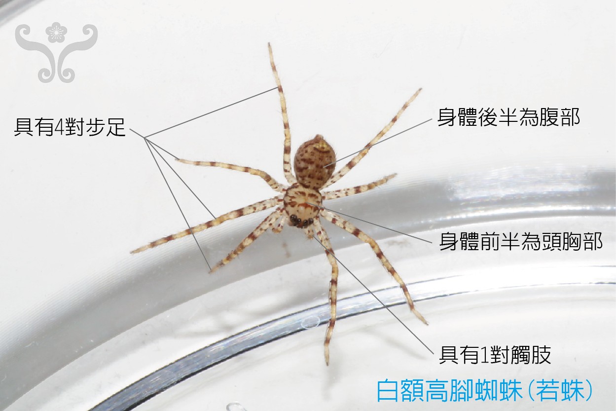 12 个蜘蛛冷知识 想养一只了怎么办 百科ta说