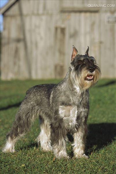  p> b>标准雪纳瑞 /b>是一种精力充沛,体格魁梧的 a href="#" data