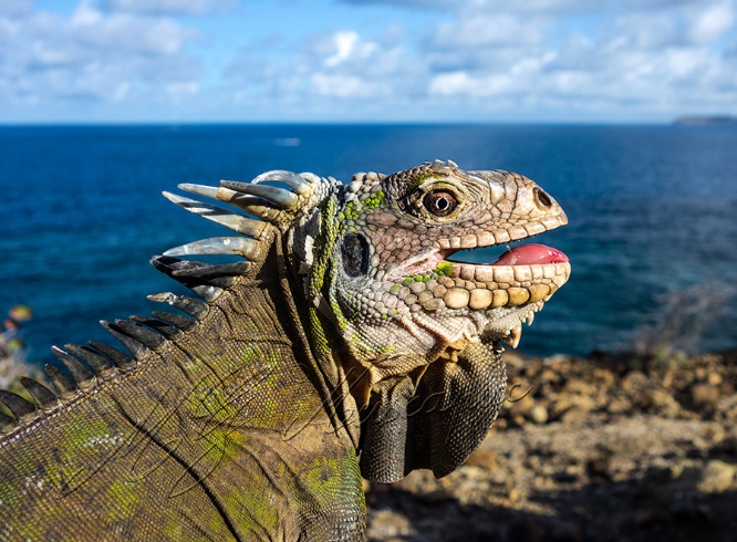 lesser antillean green iguana