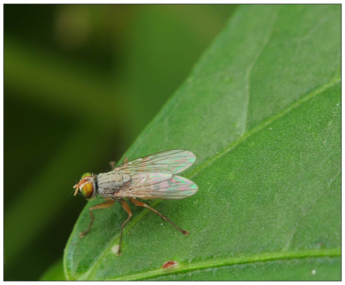  p>半翅目,异蝽科.