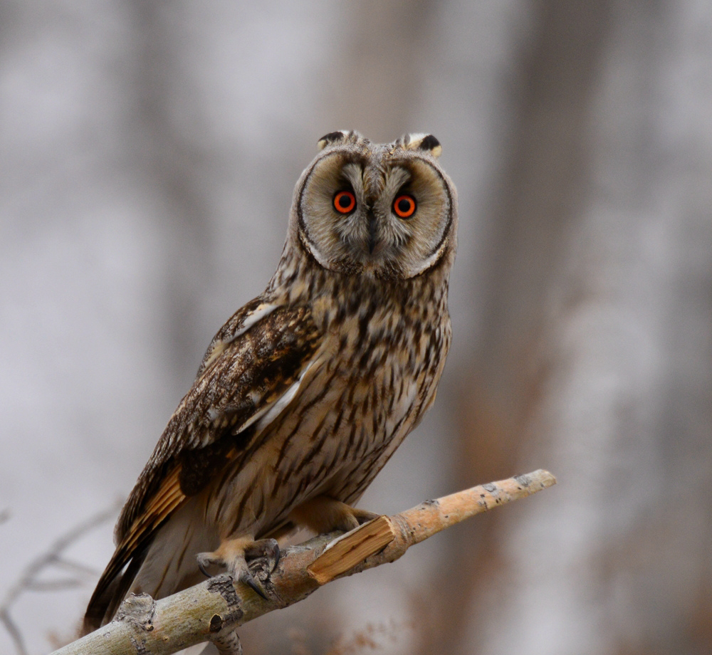  p>鸟纲,枭形目,鸱枭科鸟,俗称又叫"夜猫子".