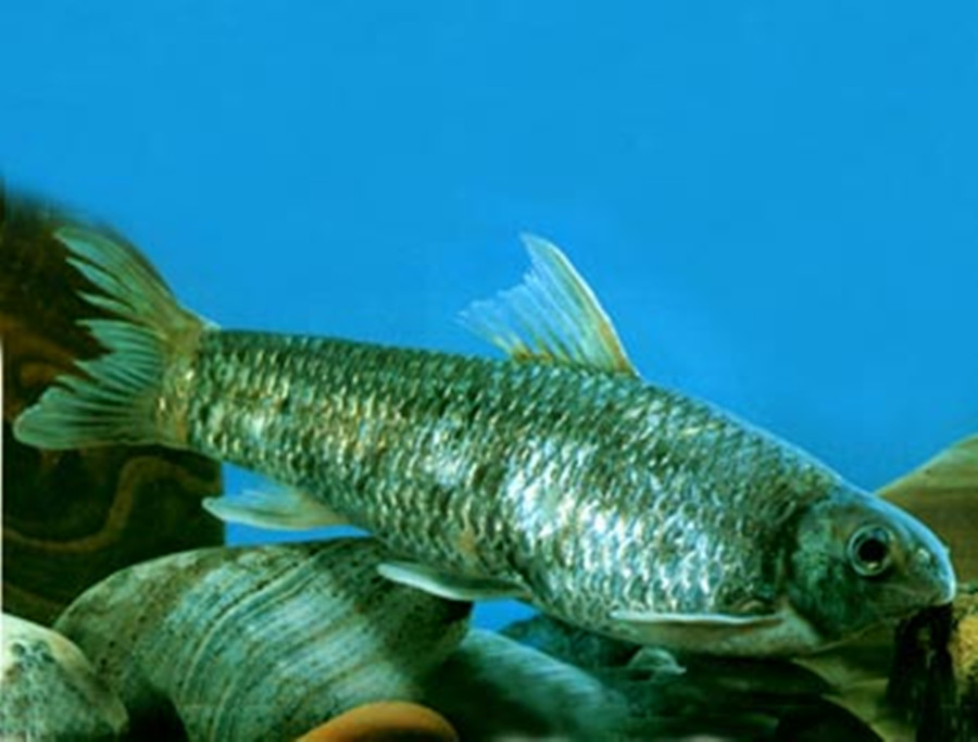  p> a href="#"> /a> /p> p>泉水鱼, i>semilabeo prochilus  /i>