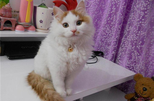  p>土耳其 a>梵猫 /a>,英文名:turkish van,原产土耳其国,长型而结实