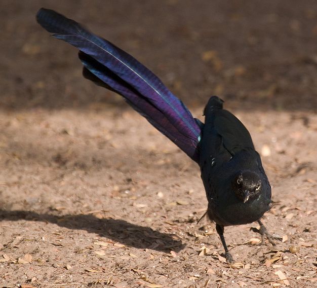  p>长尾丽椋鸟(学名:lamprotornis caudatus)属中型 a target="_blank