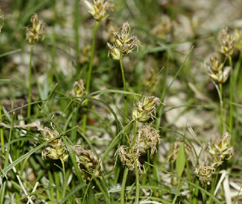  p>细叶薹草(学名: i>carex duriuscula /i> subsp.