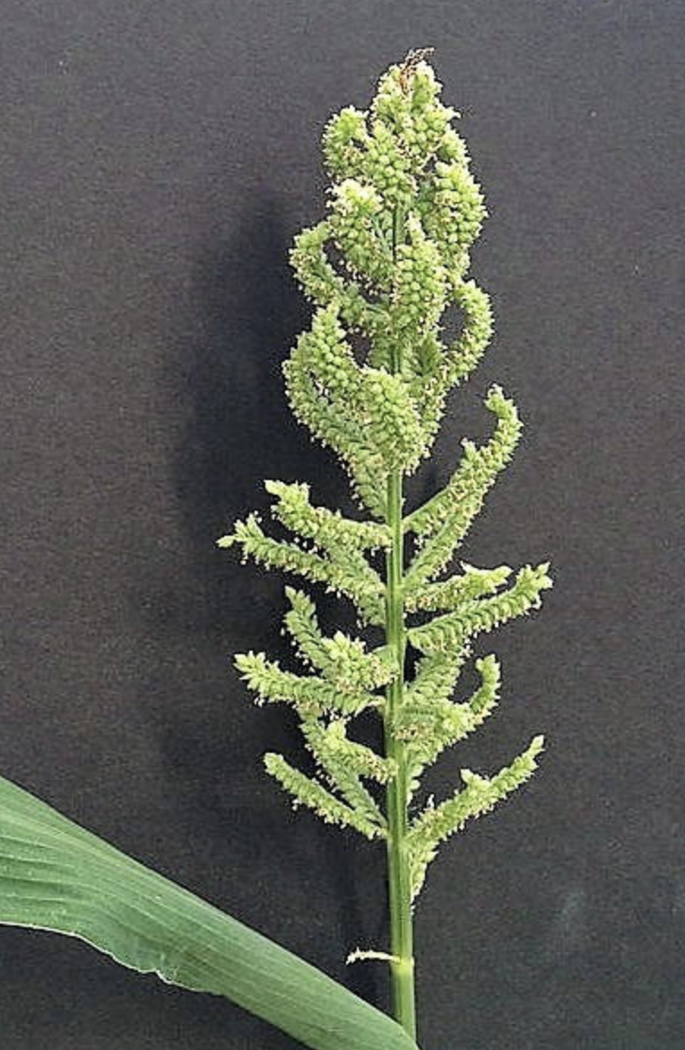  p>湖南稗子(学名 : i>echinochloa frumentacea /i> (roxb.