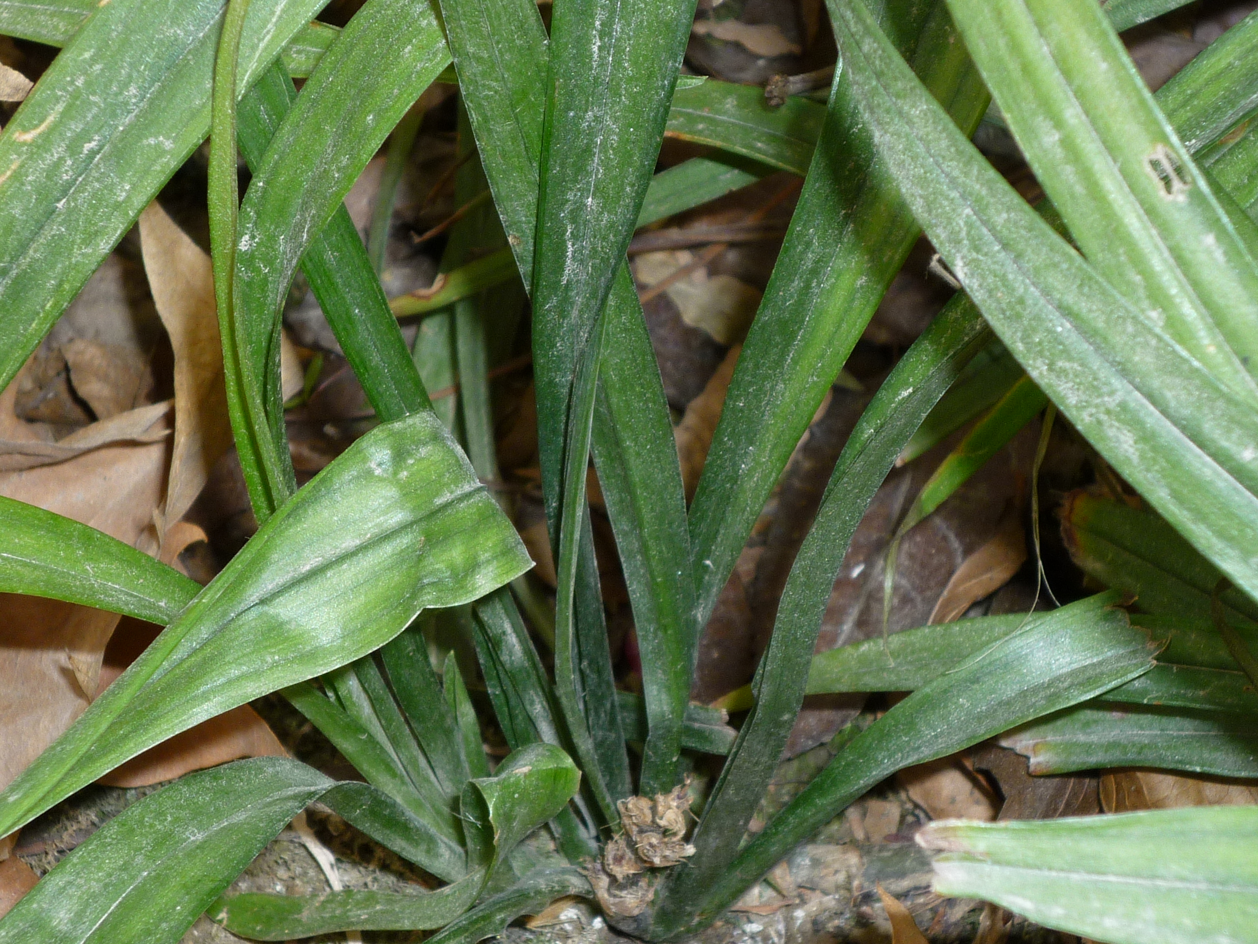 p>吉祥草(拉丁学名: i>reineckea carnea /i> (andrews) kunth)又名