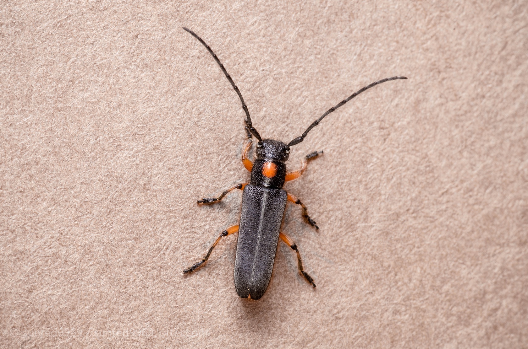  p>菊天牛 a target="_blank" href="/item/生活史/570007" data