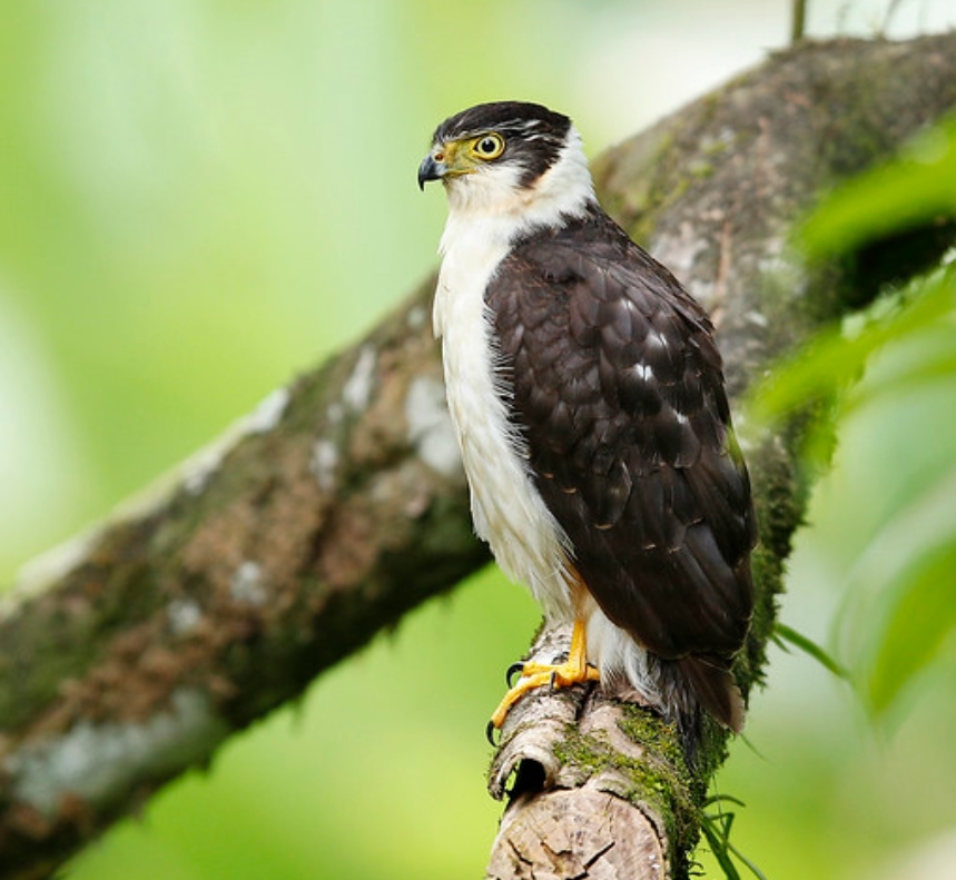 p>双色鹰(学名: i>accipiter bicolor /i>):是鹰形目,鹰科,鹰属的鸟类