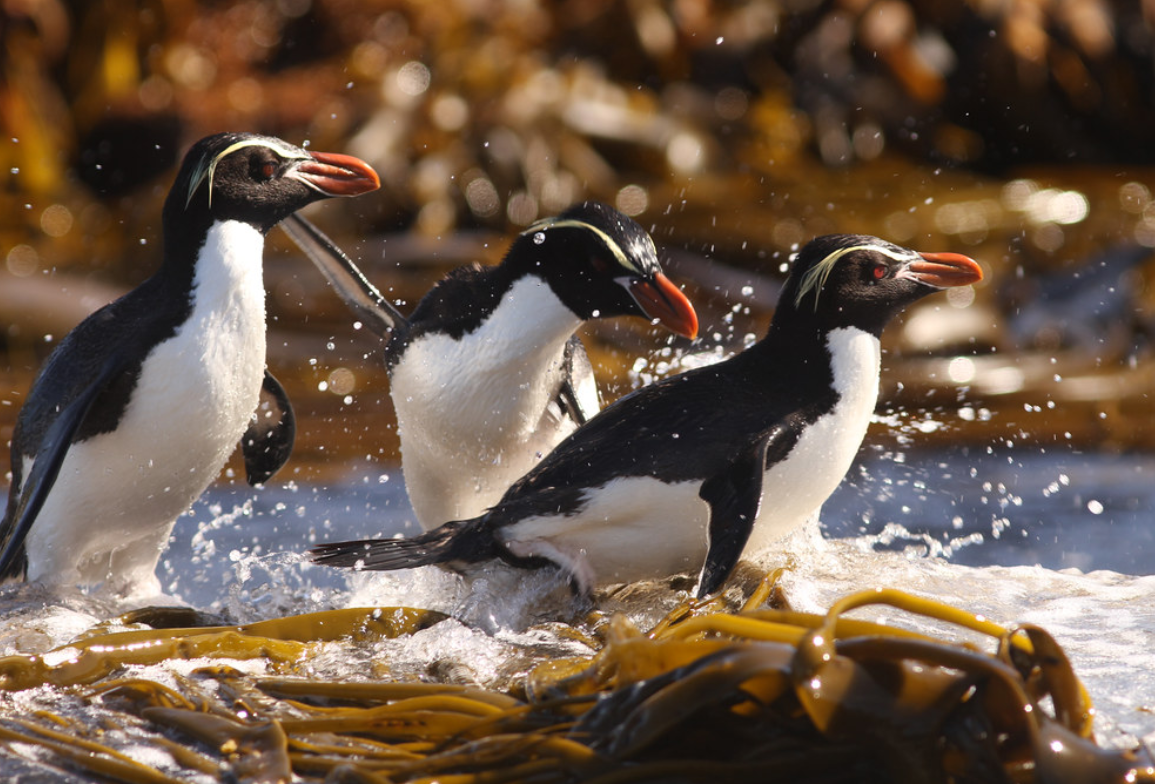 snares islands penguin