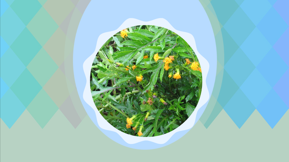 菊三七:高大多年生草本植物