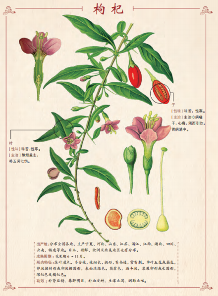 枸杞（茄科枸杞属植物）_百度百科