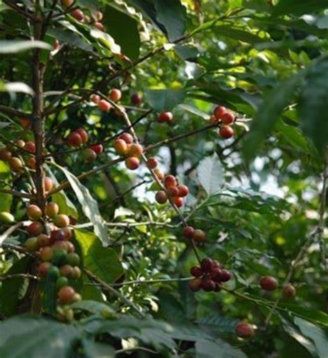  p>中粒咖啡海南个体001是一种茜草科,咖啡属植物. /p>