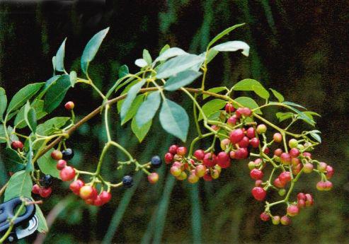 三裂蛇葡萄(原变种)