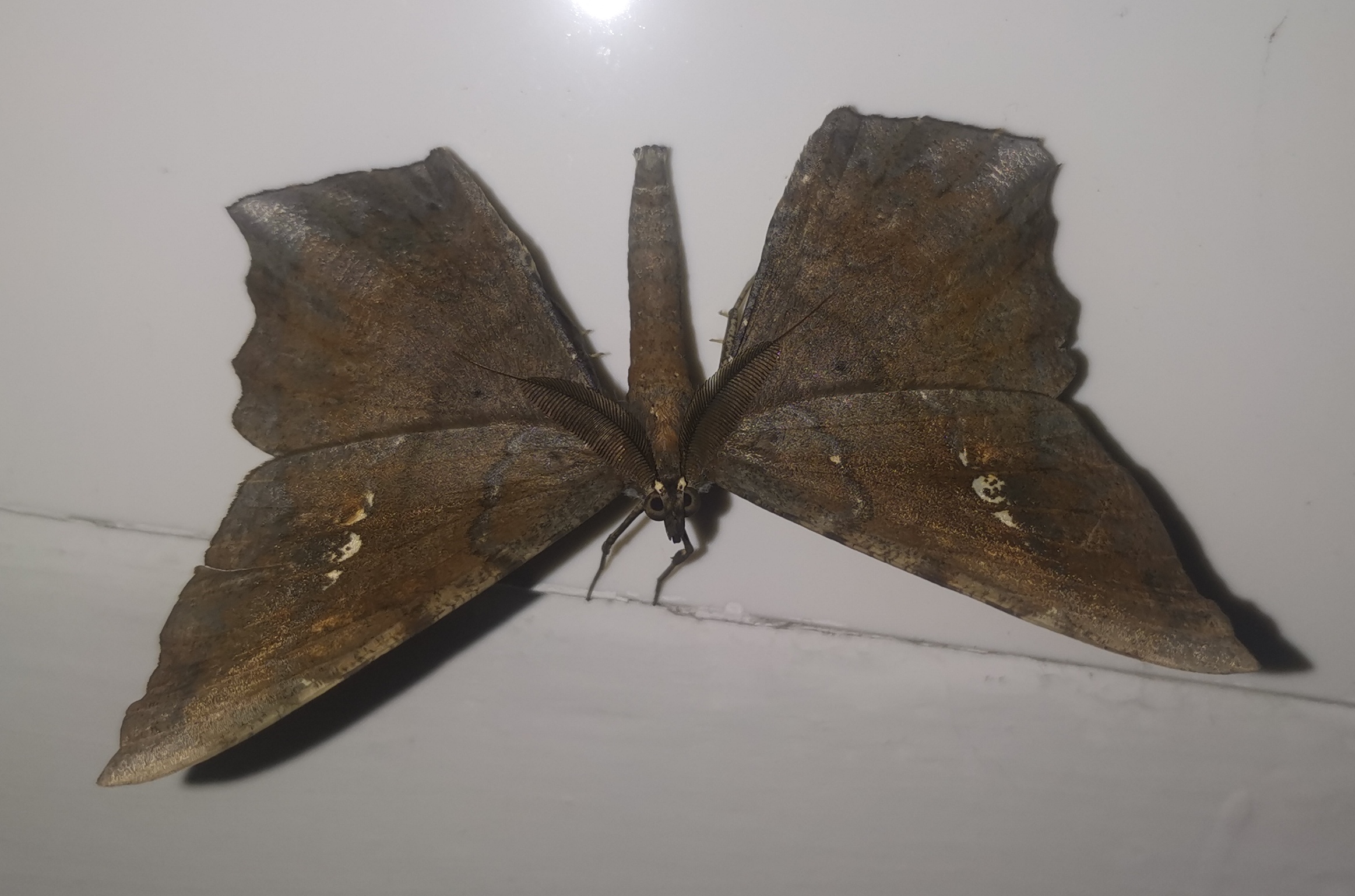 超度飞蛾-飞蛾吓人吗