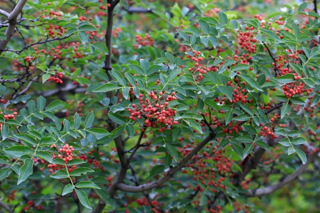  p data-id="gnwqio56b6">蜀椒,别名 a target="_blank" href="/item