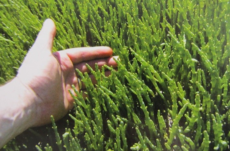 ">北美海蓬子 /a>, a target="_blank" href="/item/海芦笋/5705437"