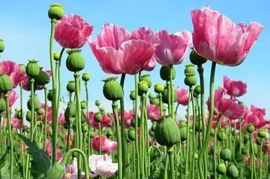 东洋罂粟花