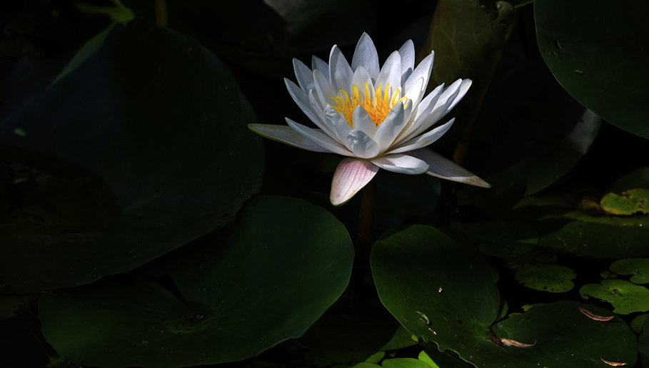 中国宝应荷藕节