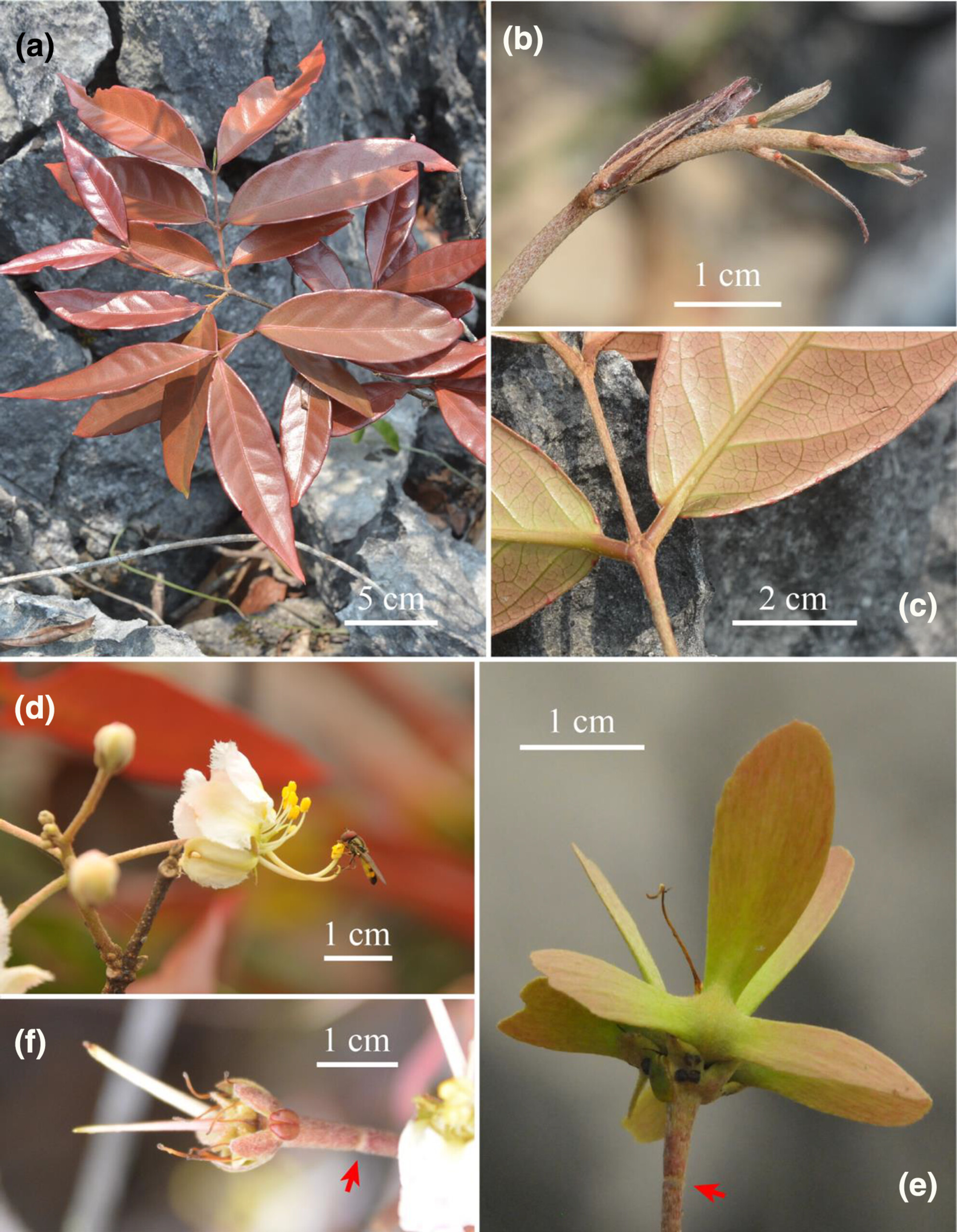  p data-id="ur20tx8xhsfi">阳朔风筝果(学名: i>hiptage yangshuo