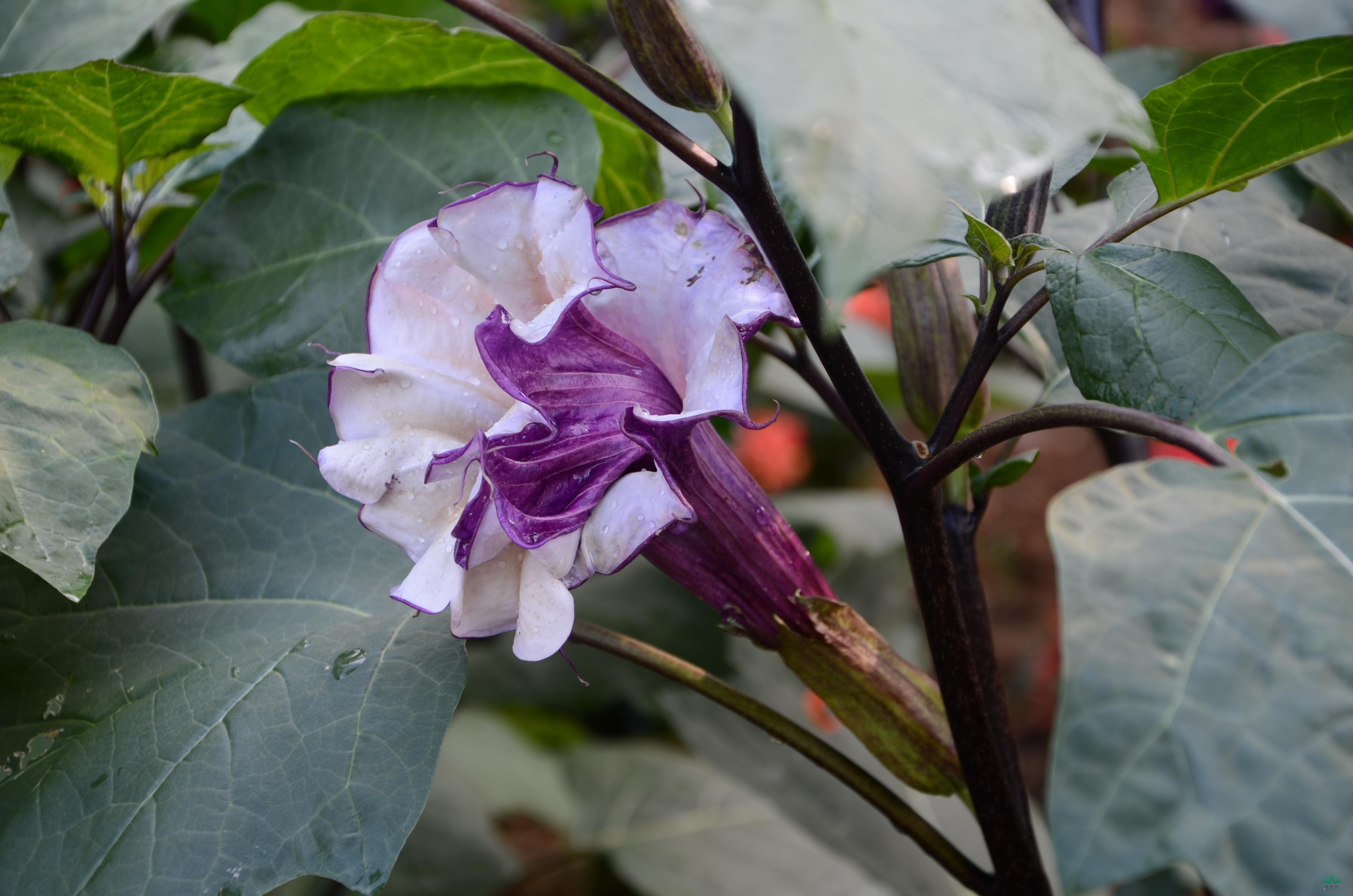 紫花重瓣蔓陀罗