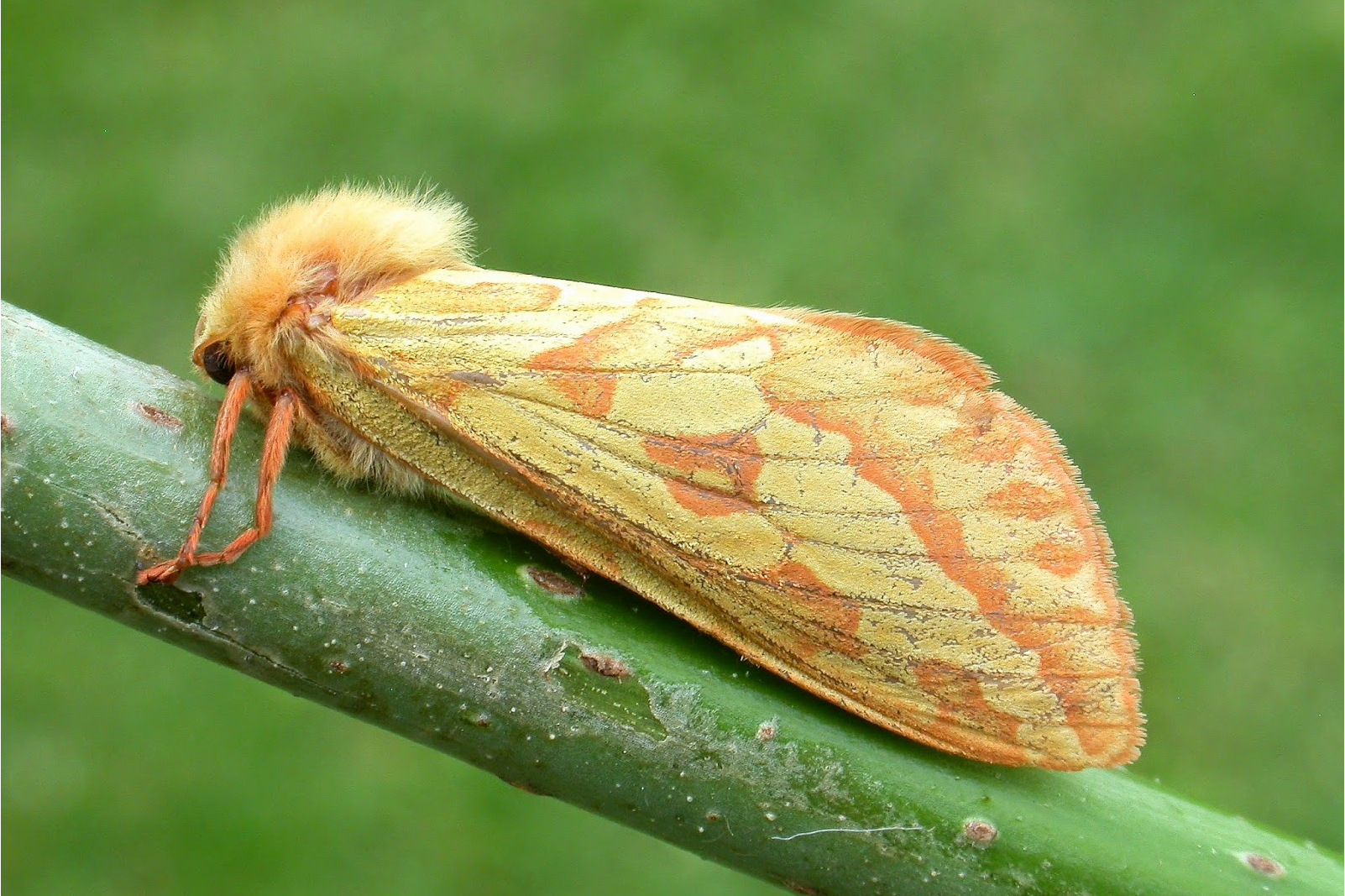 yunnanensis )是 a target="_blank" href="/item/蝙蝠蛾科/6244289"