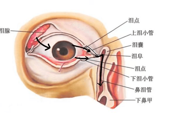 data-lemmaid="2963779">泪管 /a>,为泪点到泪囊之间的小管,每侧上下