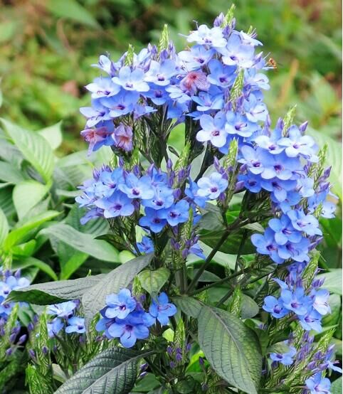 名: i>eranthemum pulchellum /i> andrews)是爵床科,喜花草属的植物