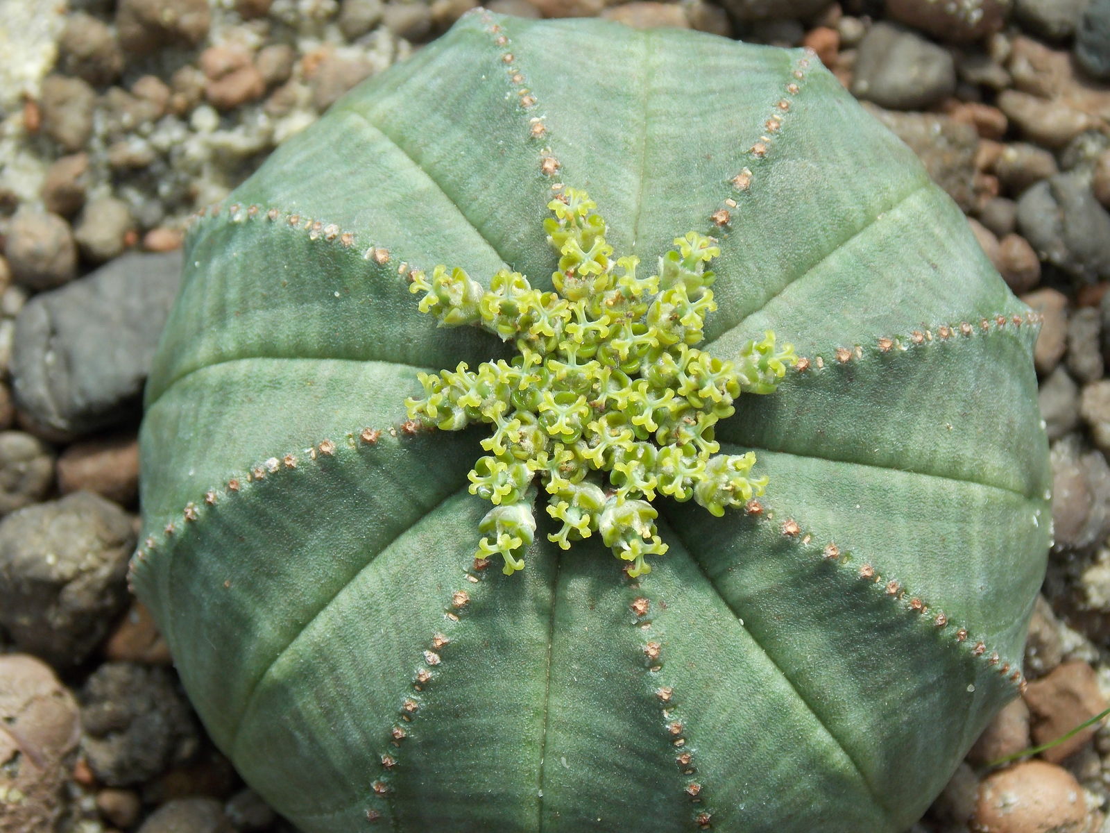是大戟科大戟属植物.