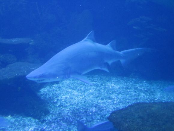  p>锥齿鲨(学名: i>carcharias taurus /i>)是锥齿鲨科,锥齿鲨属鲨鱼.