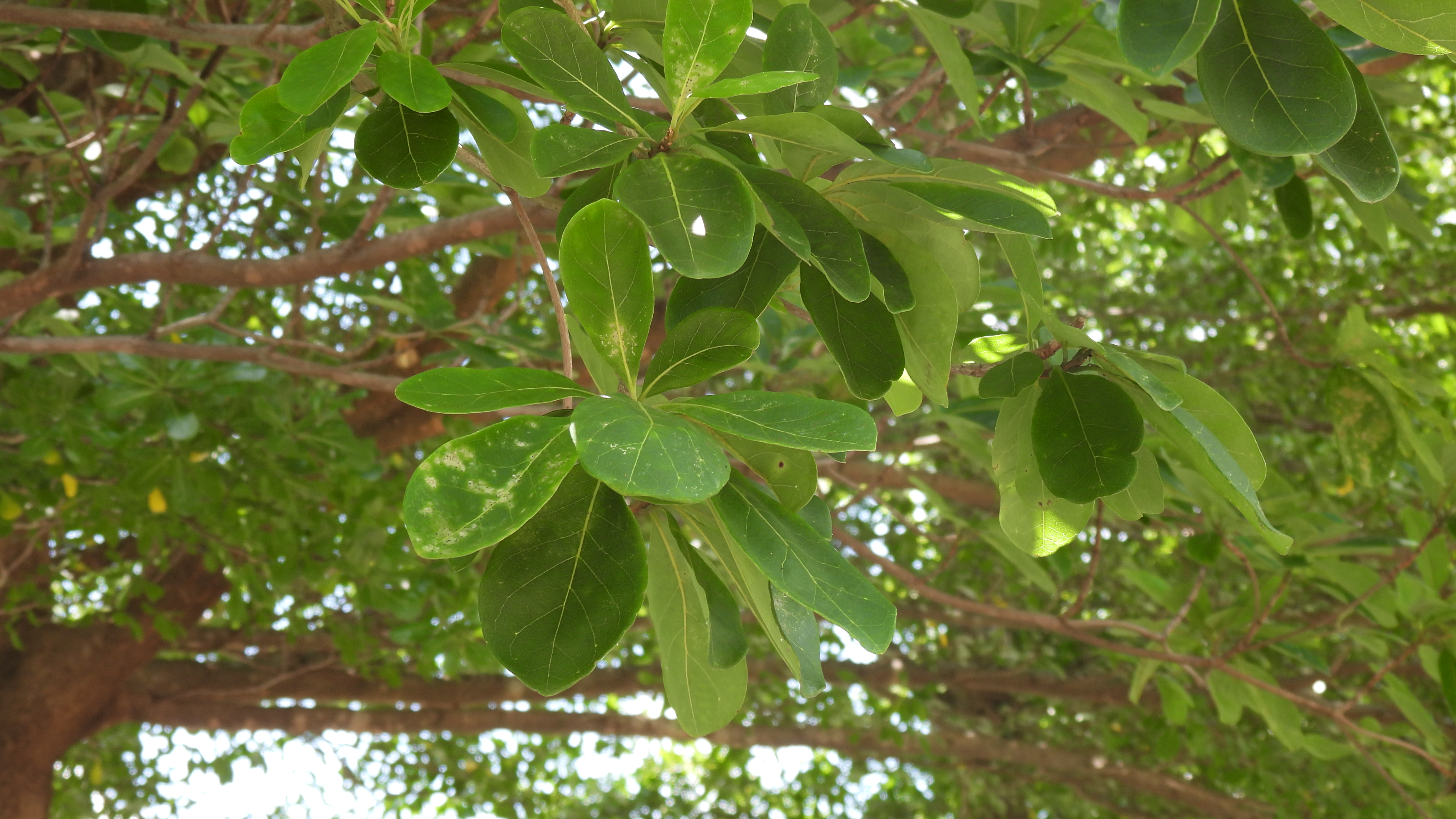 是使君子科榄仁属植物,别称大叶榄仁树,凉扇