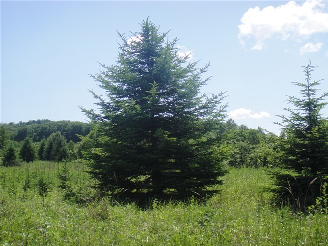 黑云杉种源9440341