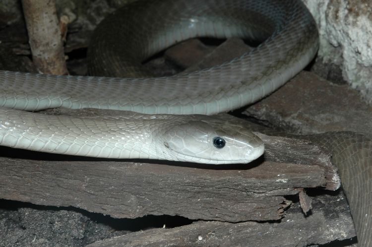  p>黑曼巴蛇(学名: i>dendroaspis polylepis /i>) 为 a target="