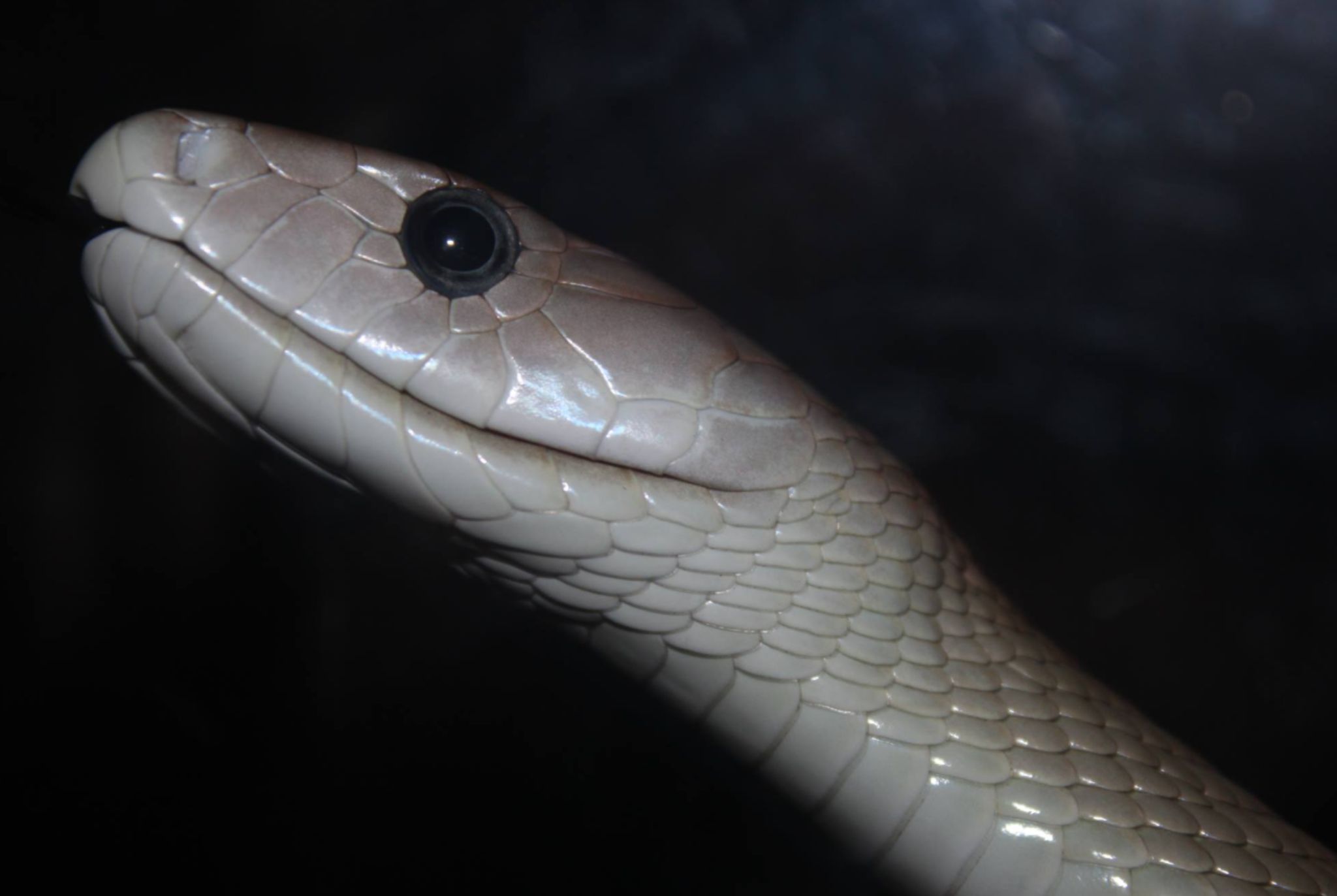  p>黑曼巴蛇(学名: i>dendroaspis polylepis /i>) 为 a target="