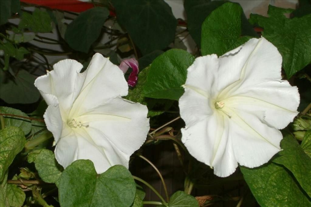 月光花 百度百科