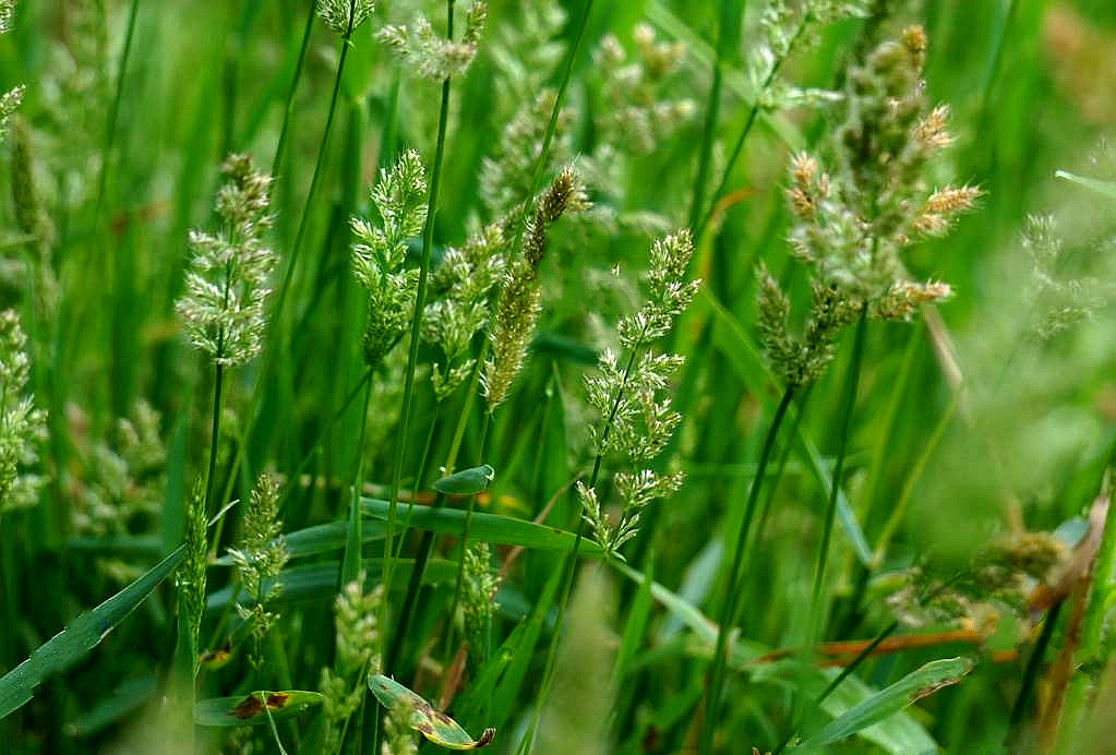  p>棒头草(学名: i>polypogon fugax /i> nees ex steud.