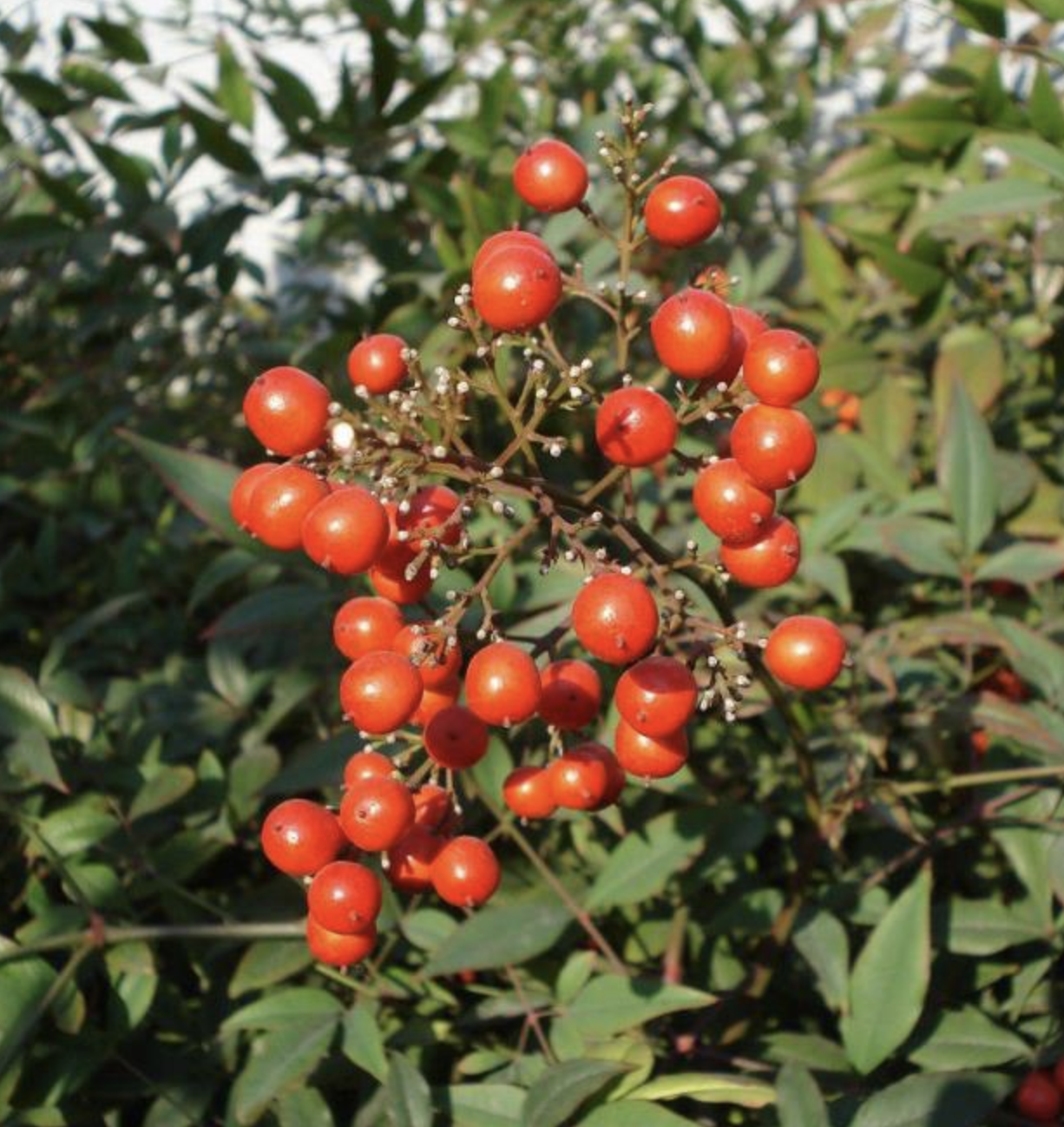  p>红果树属(学名:stranvaesia lindl.