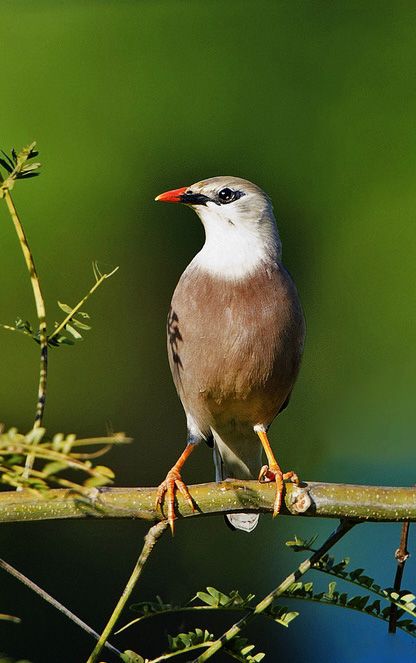 红嘴椋鸟指名亚种