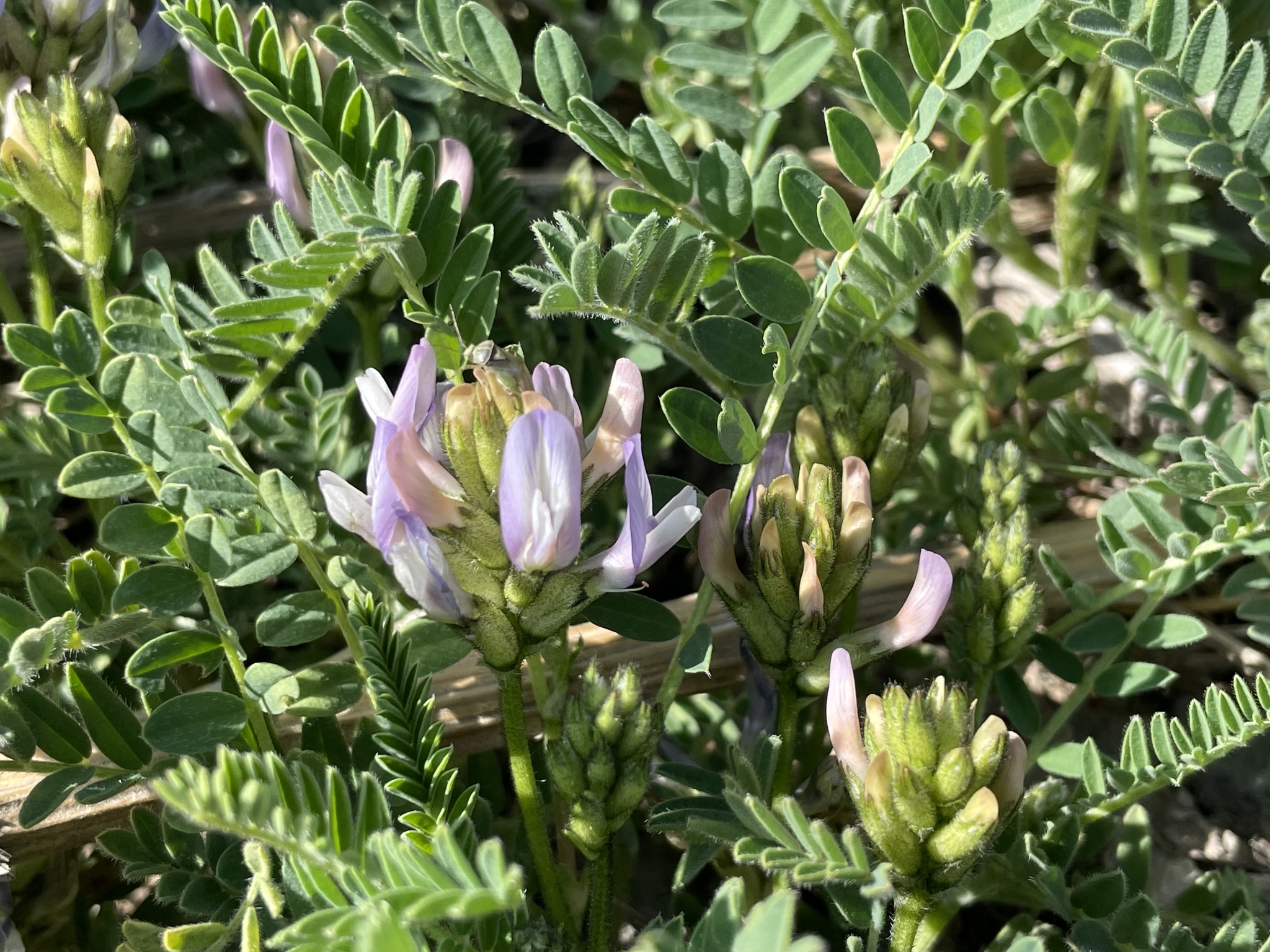 藏新黄芪
