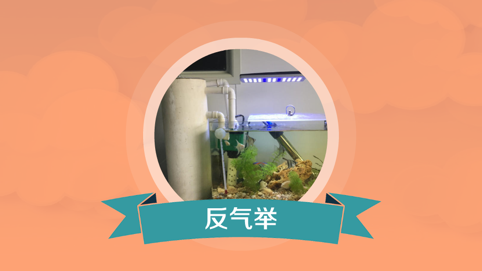 反气举:用来过滤水族箱水质环境的一种生化过滤器