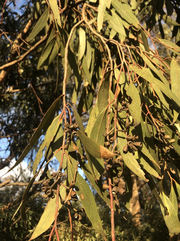  p>小果桉(学名: i>eucalyptus microcarpa /i> (maiden) maiden)是