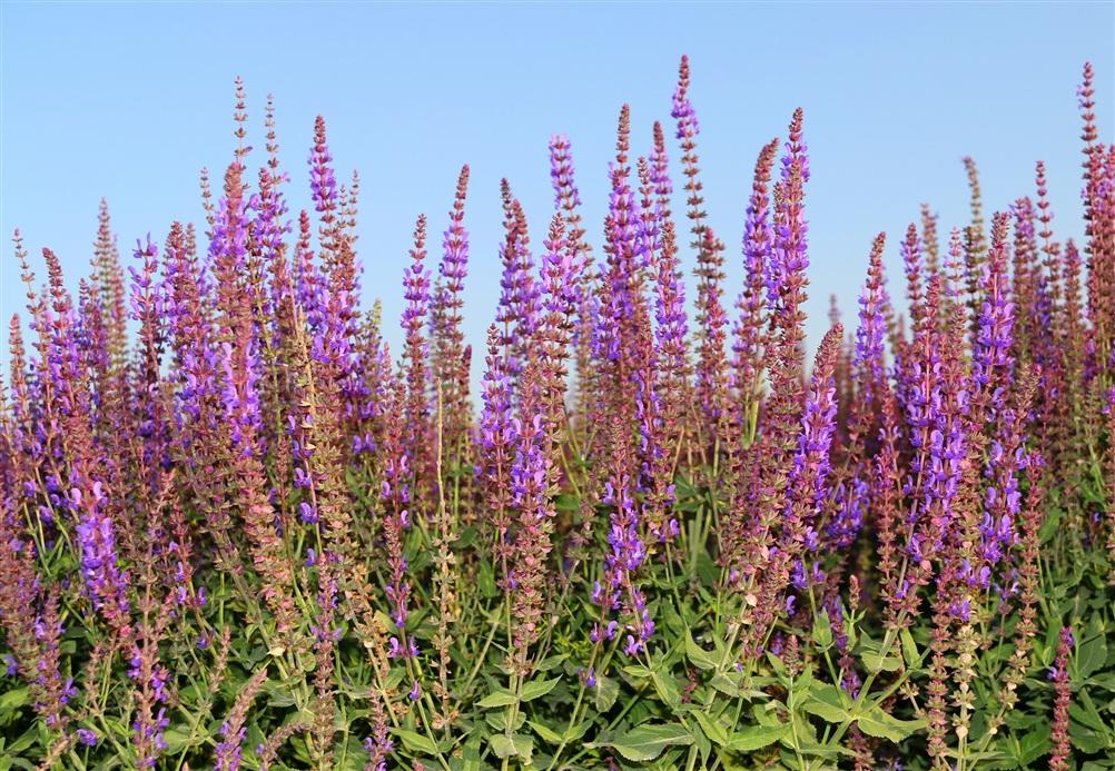 class="ref" data-ctrid="tzq0cpdyyfub">石见穿是唇形科植物紫参的全