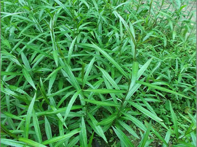 z. li)是夹竹桃科白前属多年生草本植物.