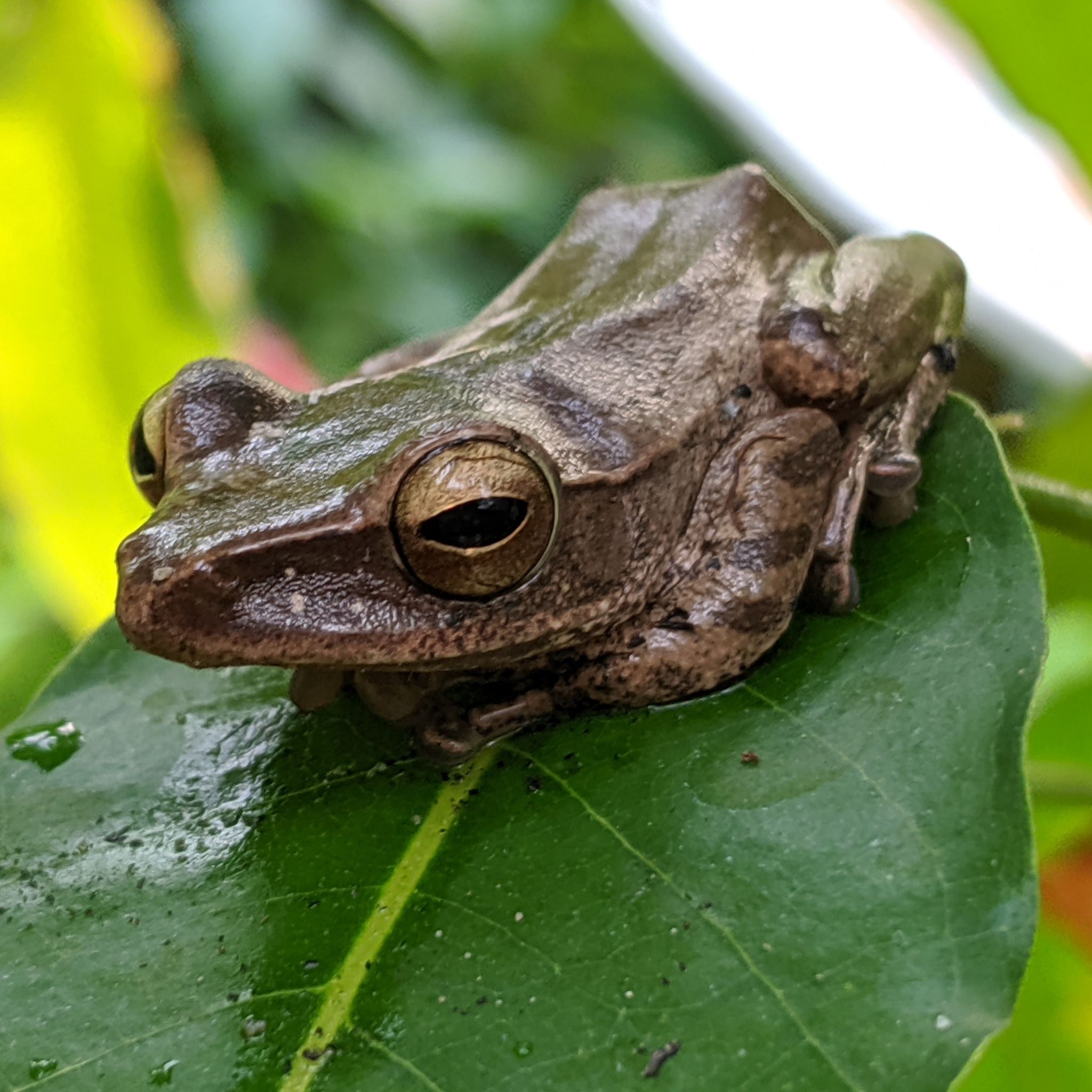  p>斑腿泛树蛙(学名: i>polypedates megacephalus /i>)是树蛙科,泛