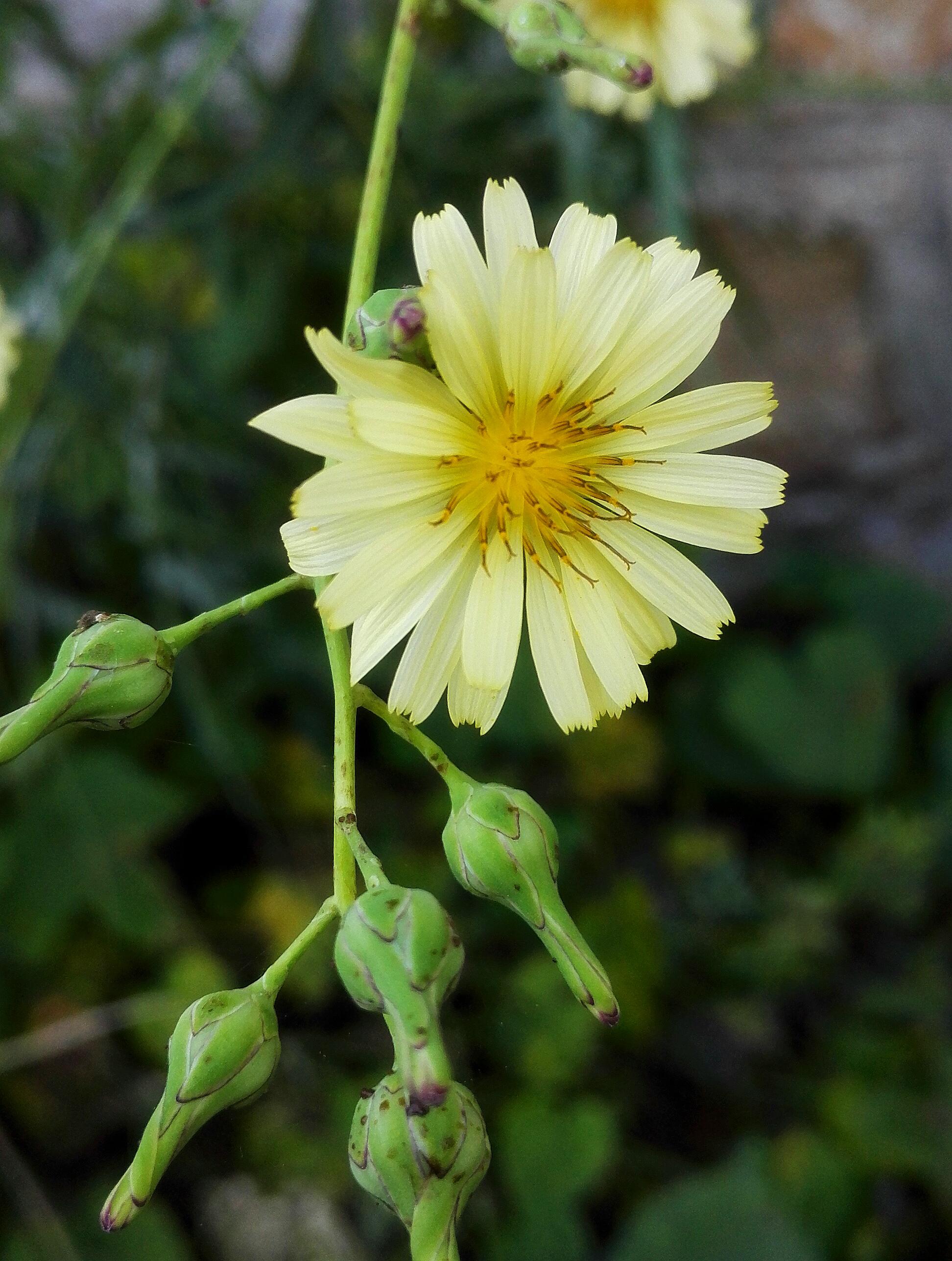  p data-id="tzr9u67hdchs">翅果菊(学名: i>lactuca indica /i> l.