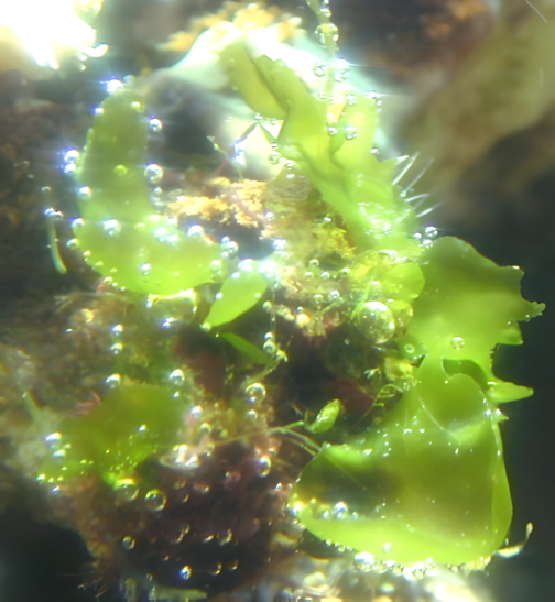 石莼（石莼目石莼科植物）_百度百科