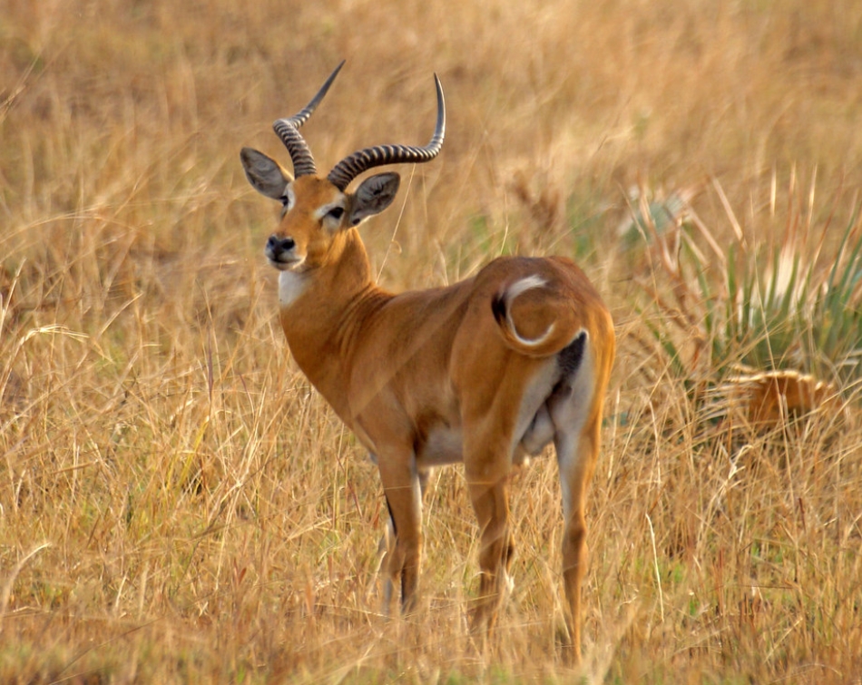  p>赤水羚(学名: i>kobus kob /i>):是牛科,水羚属的哺乳动物.