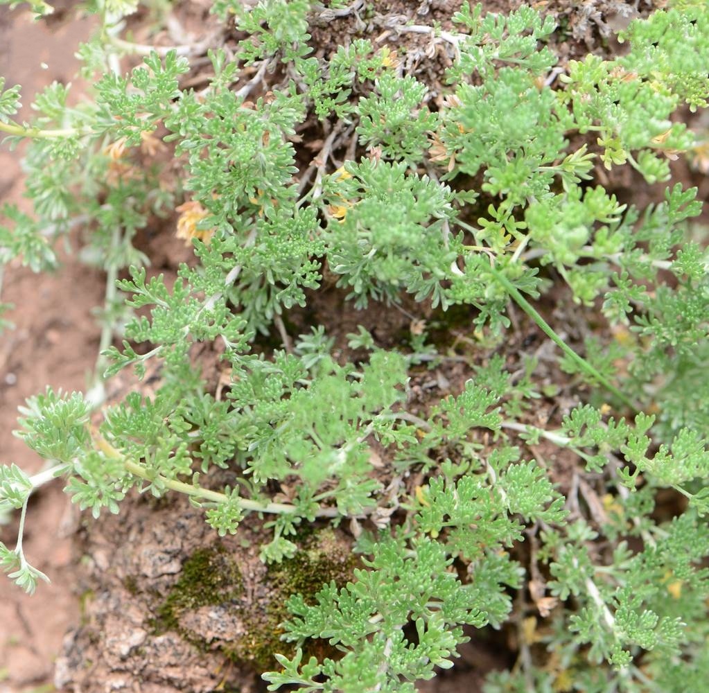 是菊科蒿属植物,有时略成半灌木状.