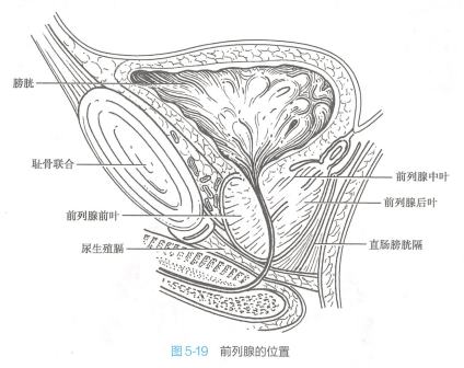 <p>前列腺的位置