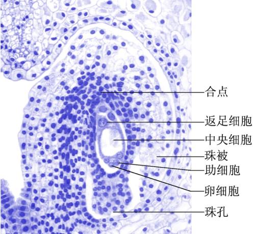 位于卵器和 a target="_blank" href="/item/反足细胞/306520" data
